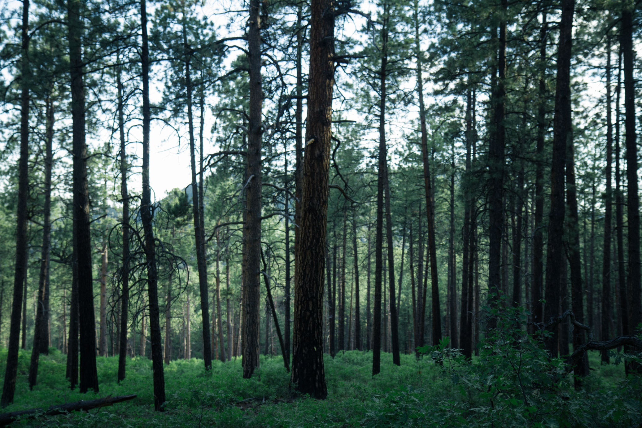 Why choose the primal way, in skin care?