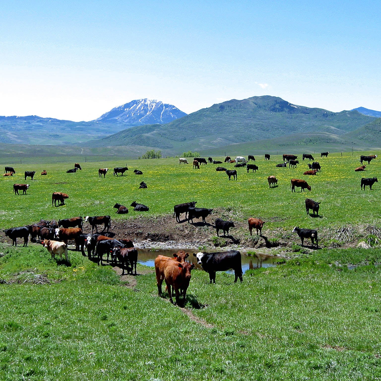 Shwally Tallow Soap & Shampoo & Shaving Cream