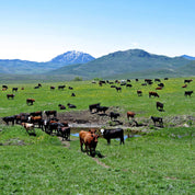 Shwally Tallow Soap & Shampoo & Shaving Cream